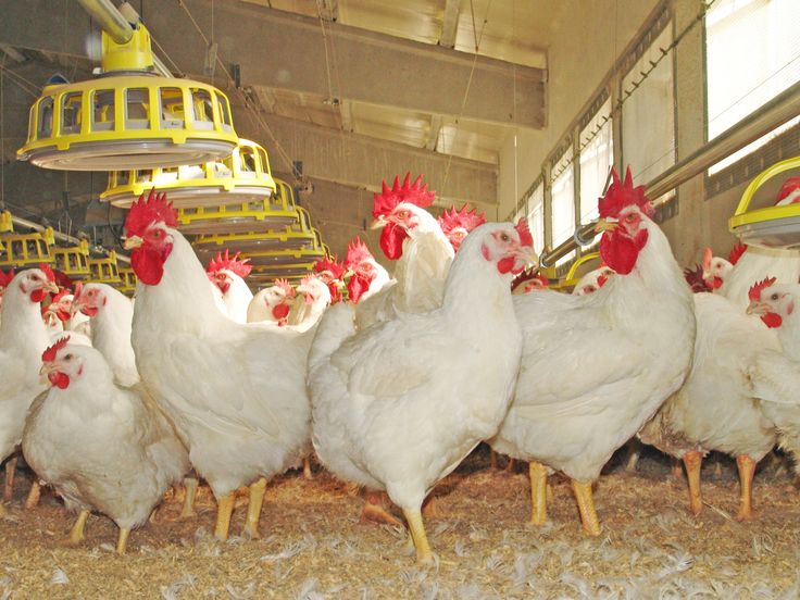 Broiler chickens