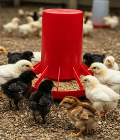 Poultry flock