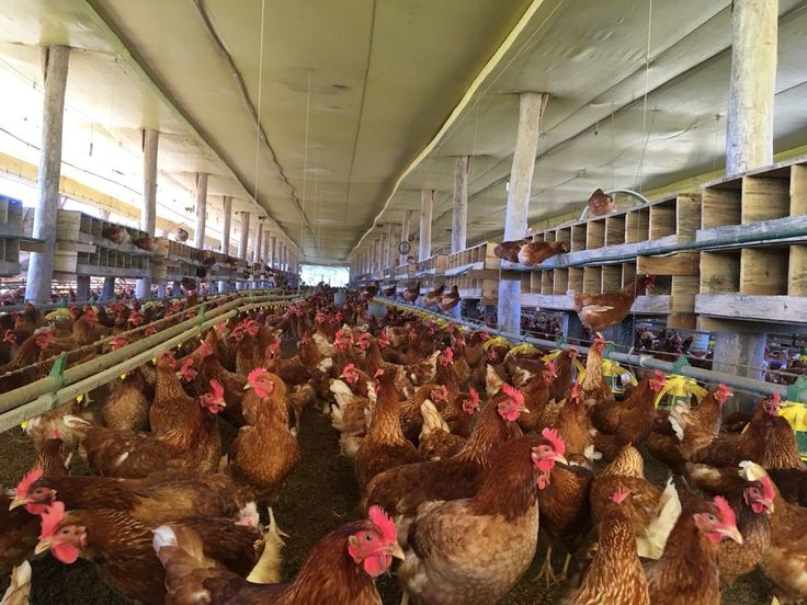 Laying hens